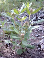 Polygala arenaria Willd. resmi