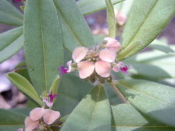 Polygala arenaria Willd.的圖片