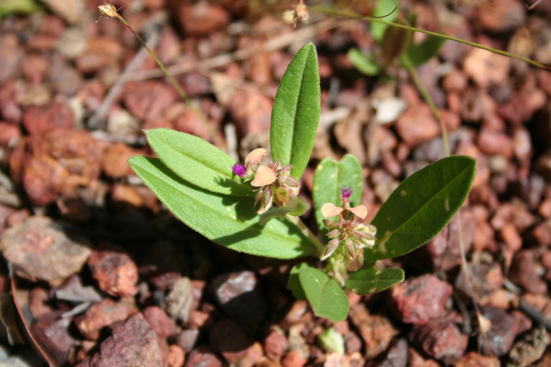 Polygala arenaria Willd. resmi