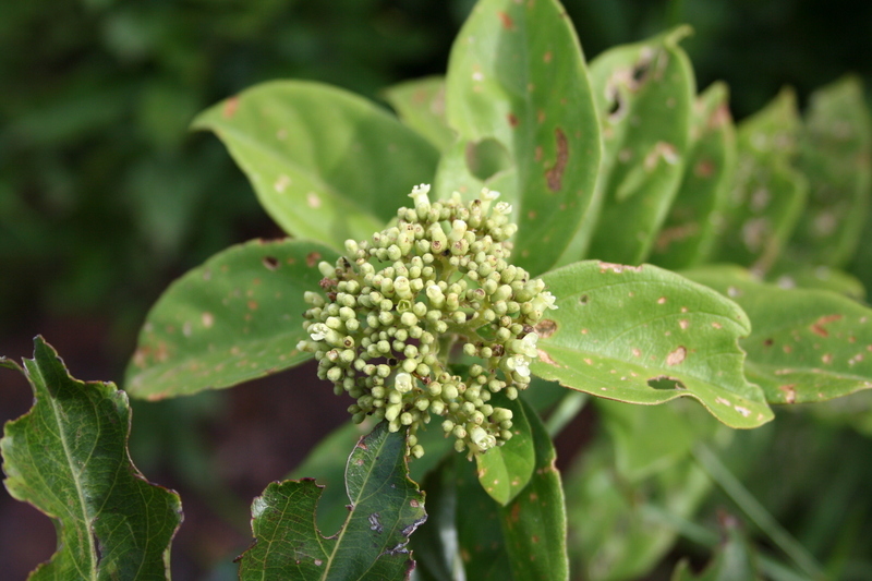 Image of Premna lucens A. Chev.