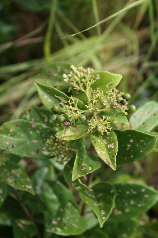 Image of Premna lucens A. Chev.