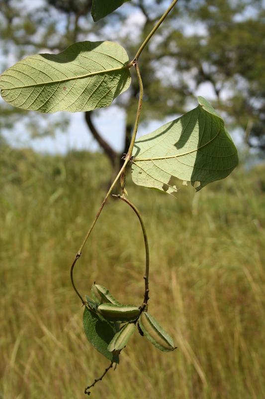 Sivun Psophocarpus monophyllus Harms kuva