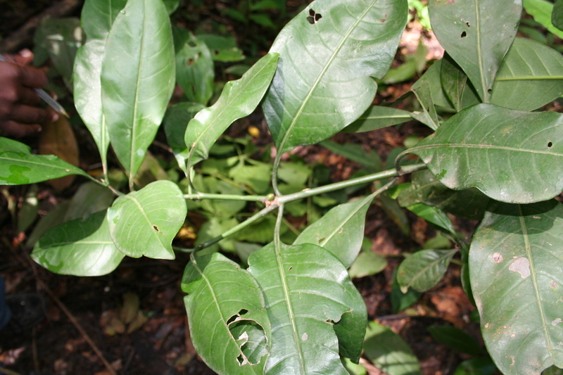 Image of Psychotria psychotrioides (DC.) Roberty