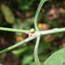 Image de Psychotria psychotrioides (DC.) Roberty