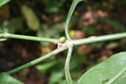 Image of Psychotria psychotrioides (DC.) Roberty