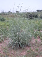 Image of bluestem