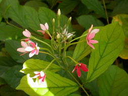 Imagem de Combretum indicum (L.) C. C. H. Jongkind