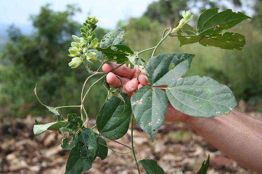 Image of Rhynchosia hirta (Andrews) Meikle & Verdc.