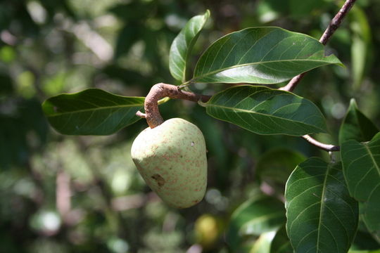 Image de Saba senegalensis (A. DC.) Pichon