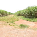 Image of sugarcane