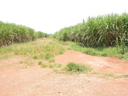 Image of sugarcane