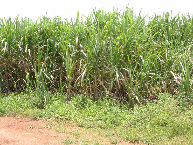 Image of sugarcane