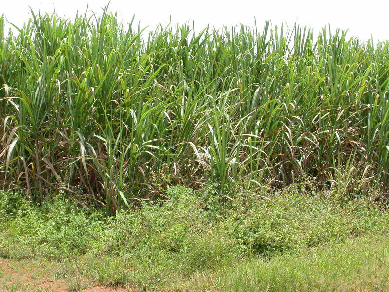 Image of sugarcane