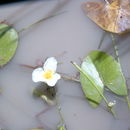 Imagem de Sagittaria guayanensis Kunth
