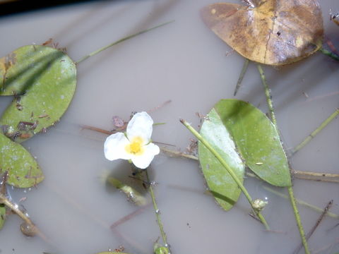 Imagem de Sagittaria guayanensis Kunth