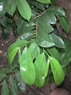 Image of soursop