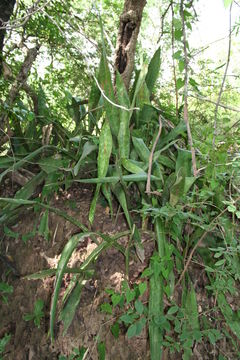 Image of Sansevieria liberica Gérôme & Labroy