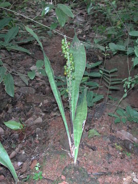 Image of Sansevieria liberica Gérôme & Labroy