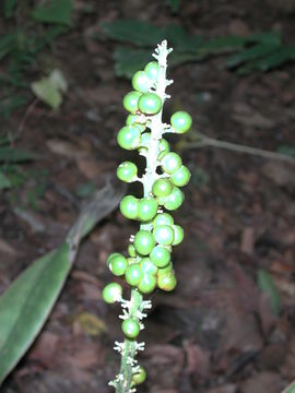 Image of Sansevieria liberica Gérôme & Labroy