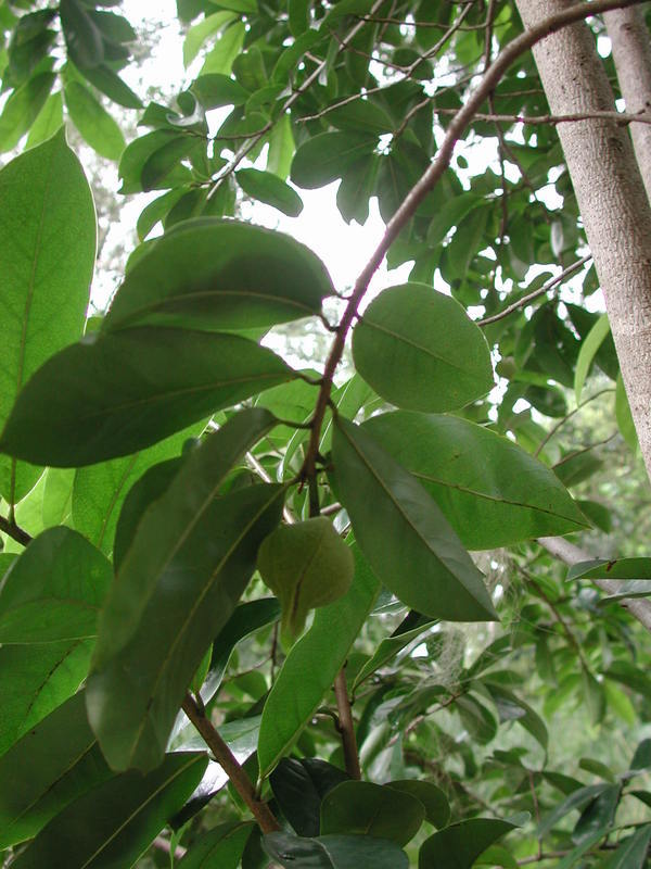 Image of soursop