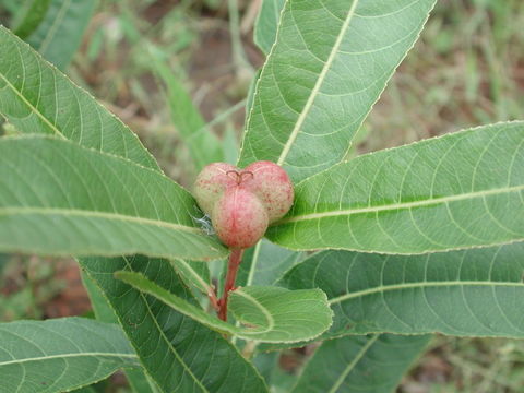 Image of Excoecaria grahamii Stapf