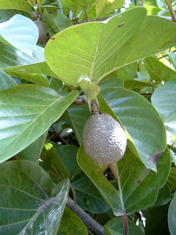 Image of Nauclea latifolia Sm.