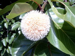 Imagem de Nauclea latifolia Sm.