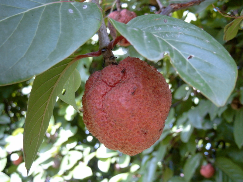 Imagem de Nauclea latifolia Sm.