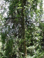 Imagem de Nauclea latifolia Sm.