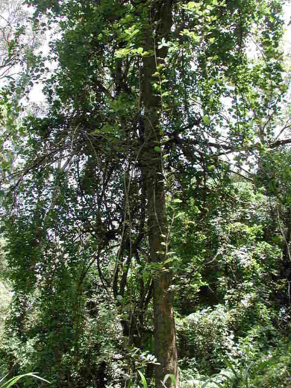 Image of Nauclea latifolia Sm.