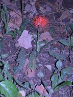 Imagem de Scadoxus multiflorus (Martyn) Raf.