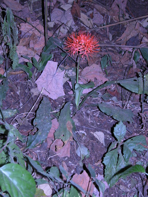 Image of Katherine Blood-lily