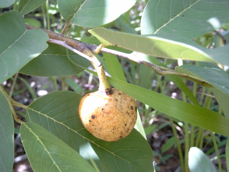 Imagem de Annona senegalensis Pers.