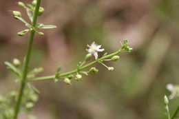 Image of licorice weed