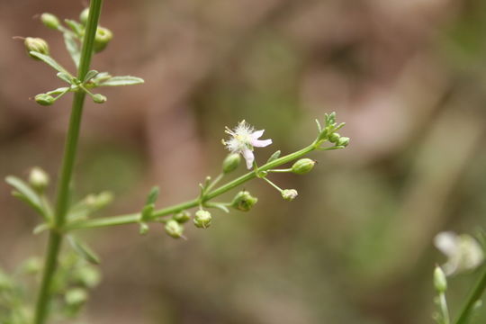 Image of licorice weed