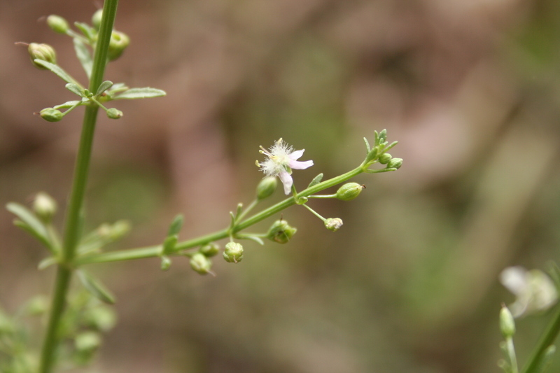 Слика од Scoparia dulcis L.