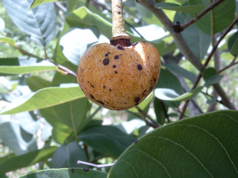 Imagem de Annona senegalensis Pers.