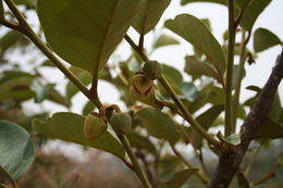 Imagem de Annona senegalensis Pers.