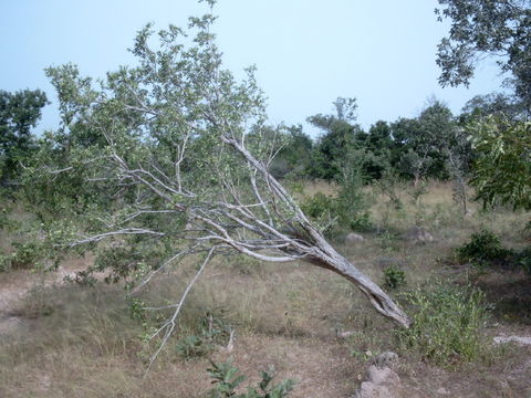 Imagem de Securidaca longipedunculata Fresen.