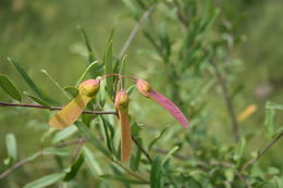 Image of Securidaca longipedunculata Fresen.
