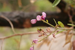 Image of Securidaca longipedunculata Fresen.