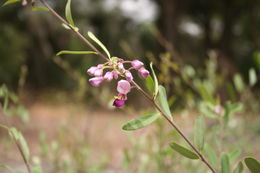Image of Securidaca longipedunculata Fresen.