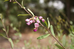 Image of Securidaca longipedunculata Fresen.