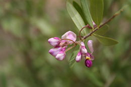 Image of Securidaca longipedunculata Fresen.