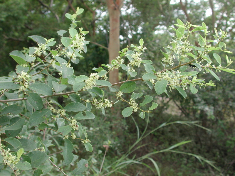 Image of White berry bush