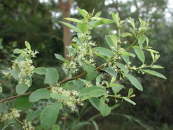 Image of White berry bush