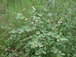 Image of White berry bush