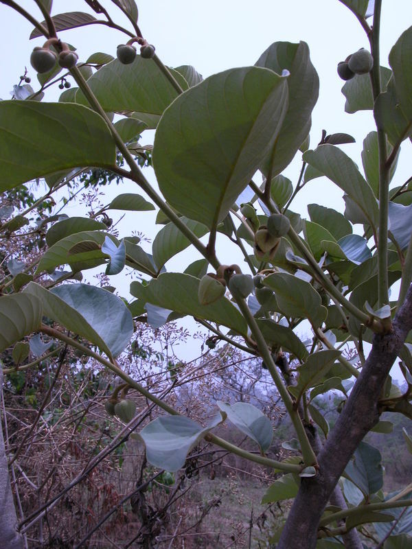 Imagem de Annona senegalensis Pers.