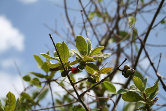 Image of Sericanthe chevalieri (K. Krause) Robbr.