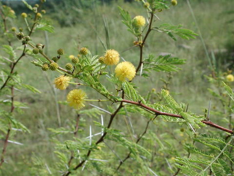 Image of <i>Acacia seyal</i> Delile